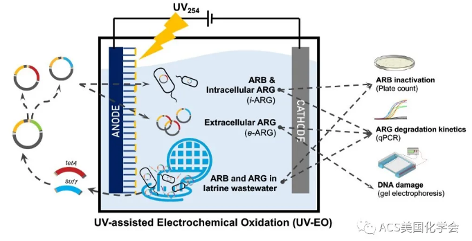 紫外光輔助電化學(xué)氧化去除污水中的抗性細(xì)菌與基因-