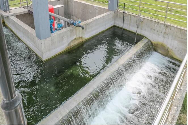 污水凈化后可養(yǎng)魚？這家污水處理廠真牛！-